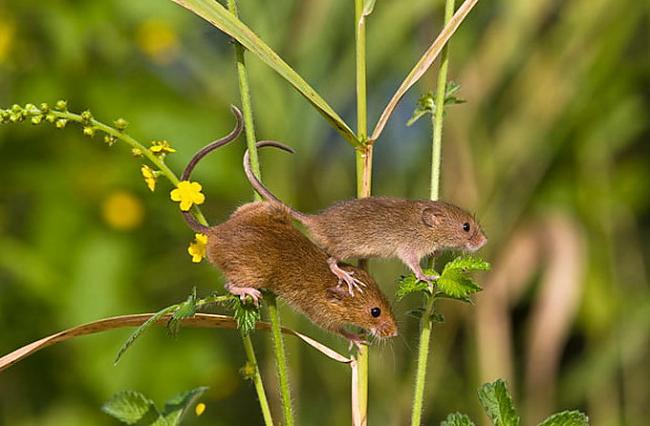 Autors: Eiropa Lauku peles dzīve