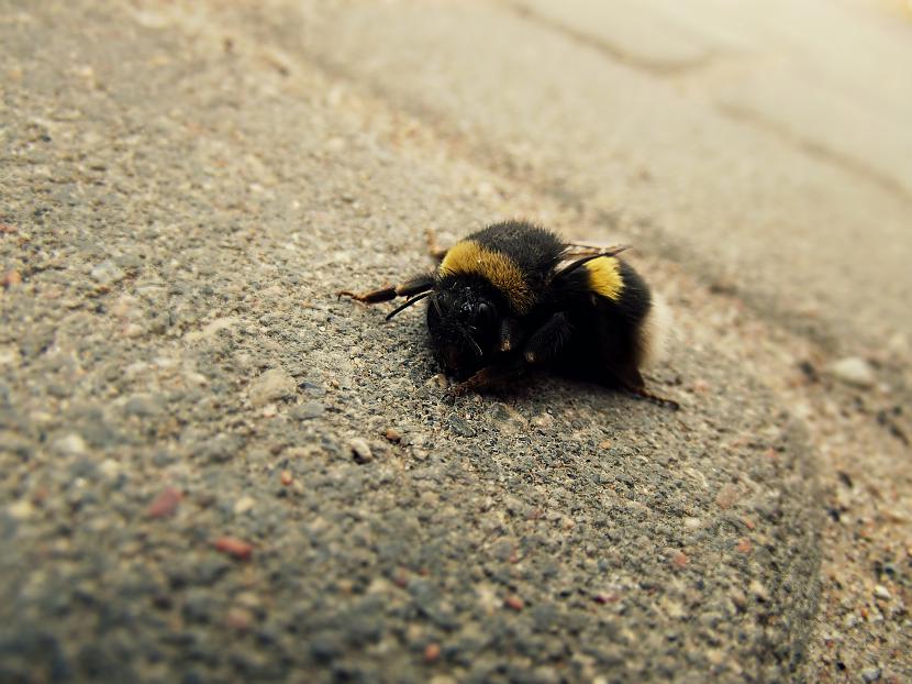 Bite nav mirusi vnk atpūšas... Autors: Molefish Manas bildes