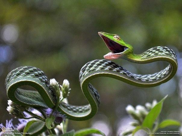 Viena no skaistākajiem čūskam ... Autors: FaktsLV Random Attēli #1