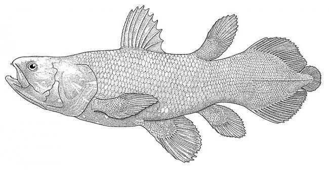 Latimērija ir sena zivs kura... Autors: exkluzīvais Jūs zinājāt ,ka ...?