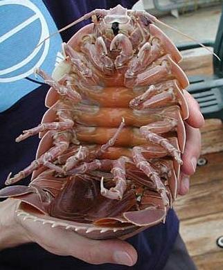 A giant isopod  šī radība... Autors: Fosilija Retas zemūdens dzīvības