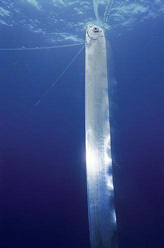 Oarfish  zivs kas ir ļoti gara... Autors: Fosilija Retas zemūdens dzīvības