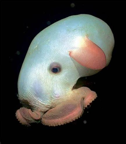 Dumbo Octopus jeb Dumbo... Autors: Fosilija Retas zemūdens dzīvības /3/