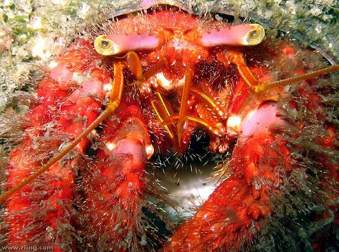 Hairy Red Hermit Crab jeb... Autors: Fosilija Retas zemūdens dzīvības /3/