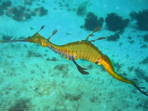 Weedy Sea dragon jeb Jūras... Autors: Fosilija Retas zemūdens dzīvības /4/