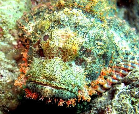 Papuan Scorpionfish ir... Autors: Fosilija Retas zemūdens dzīvības /4/