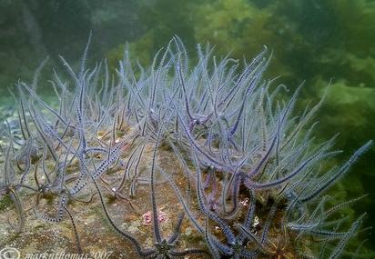 The Common brittle star ir... Autors: Fosilija Retas zemūdens dzīvības /5/