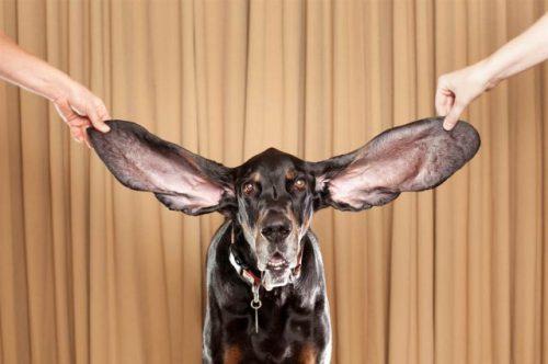 Pasaulē lielākās suņa ausis Autors: Xmozarus Top 25 Ginesa rekordi 2012