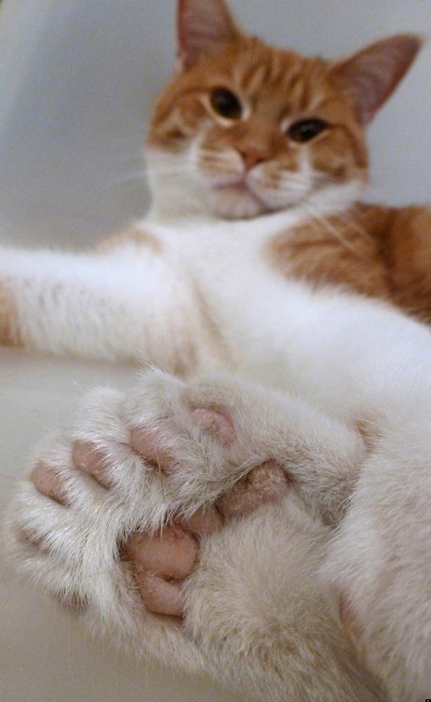 Kaķis ar 26 kāju pēdiņām Autors: Xmozarus 15 lietas, kuras vairs neredzēsi