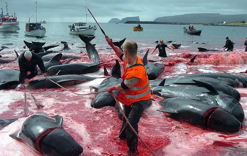 2012 gada 5 jūnijs Autors: Xmozarus Okeāns kļūst sarkans - šausmīgi!