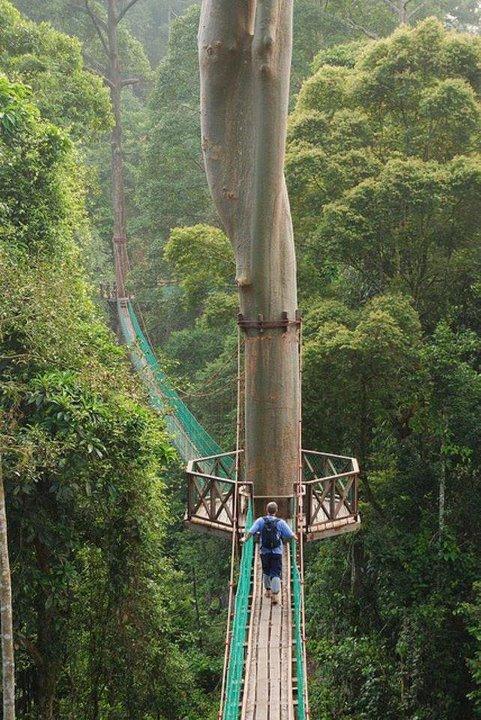 Gājēju taka Borneo lietus mežā Autors: ibebrs Cilvēki ir nepārspējami! :)