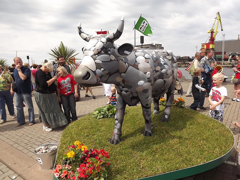 Akmeņu govs govs ir Latvijas... Autors: rutazeva ''Govju parāde'' Ventspilī.