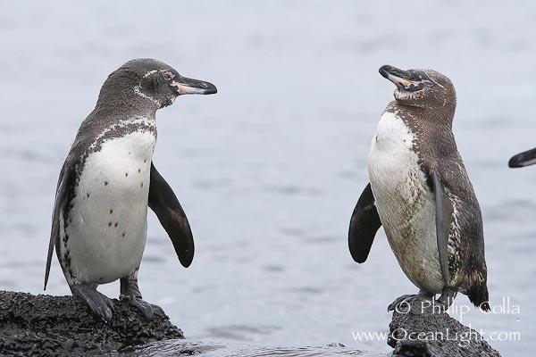  Galapagu pingvīni  Autors: exkluzīvais Dzīve Galapagu salās