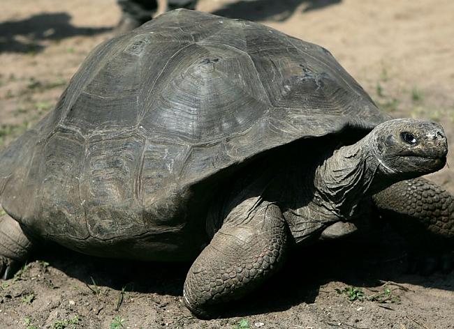 Galapagu bruņurupučiPar savu... Autors: exkluzīvais Dzīve Galapagu salās