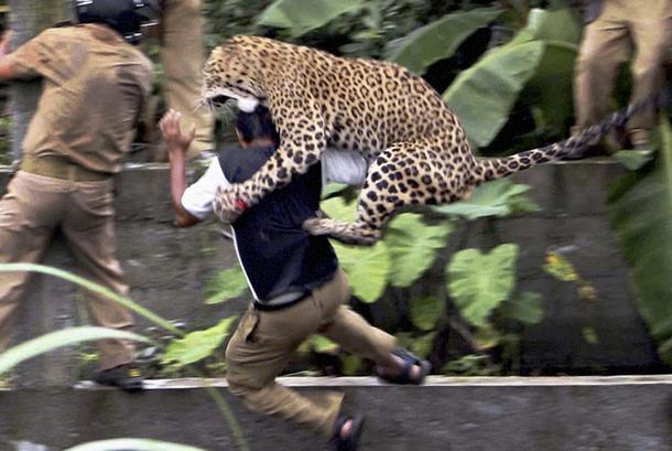 Leopards uzbrūk Indijas... Autors: Mūsdienu domātājs 2011. gada 25 spēcīgākie foto!!!