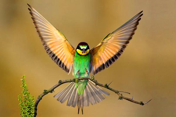  Autors: bergitta Paradīzes putni