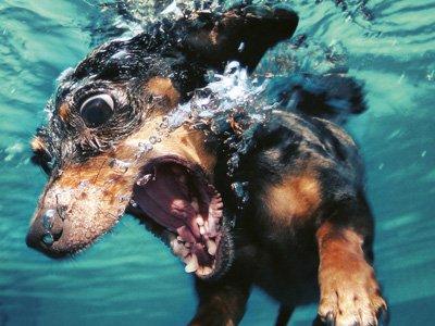  Autors: HORNY JUŅIKORNS Underwater dogs