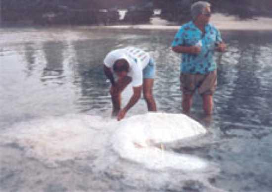 Bermudu blobs  1988 gads nbsp... Autors: Aigars D Okeāna izskalotie radījumi!
