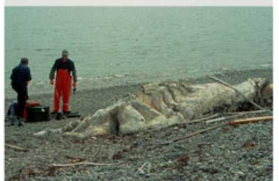 Ņūfoundlendas blobs  2001 gads... Autors: Aigars D Okeāna izskalotie radījumi!