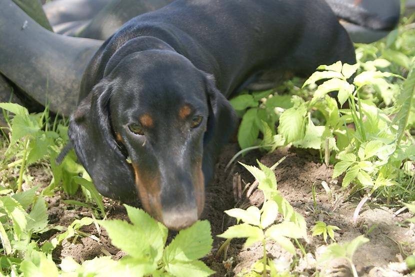 Pārsvarā ielās redzami... Autors: DogPeople Taksis