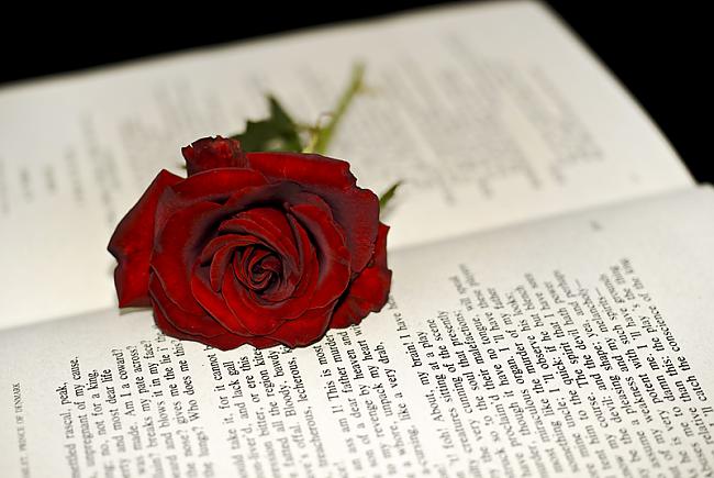 Red Rose on the book shallow... Autors: magnētiiiiņš sad pictures :( /2/