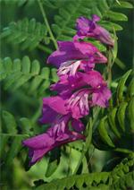 Jumstiņu gladiola Gladiolus... Autors: zegzii Aizsargājamie augi