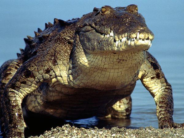 Krokodili lai varētu dziļāk... Autors: Ben4iks Aizraujoši Fakti [3]
