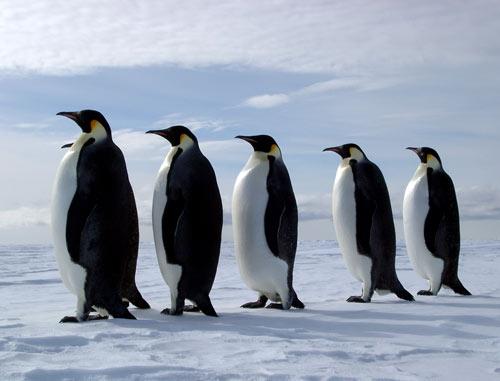 Pingvīni neprot iet... Autors: Ben4iks Aizraujoši Fakti [6]
