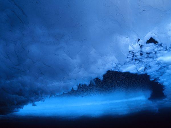  Autors: Fosilija life in color: blue