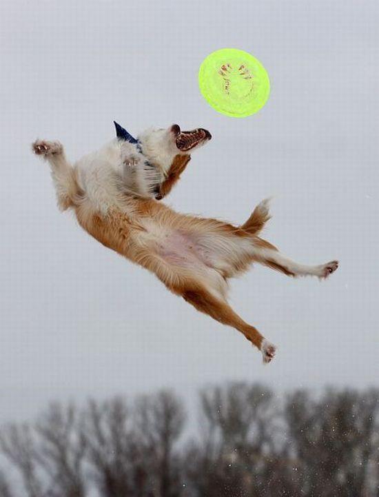  Autors: Labradudeils Fakti. (Faktu mixlis)
