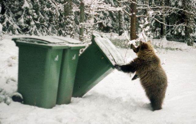 Tipiski lāču gājieni Autors: Colonel Meow Latviete mājās izaudzē lāci.