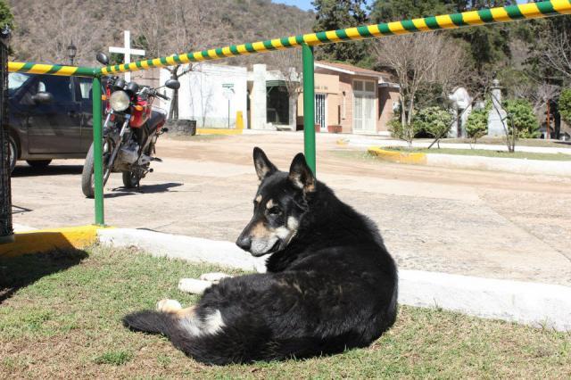  Autors: BrĀLis scorpion1 Suns sešus gadus dzīvo kapos