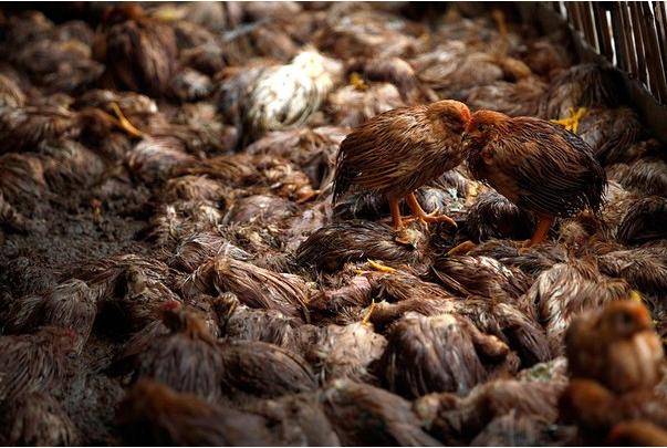 Autors: Fosilija Vairāk kā foto