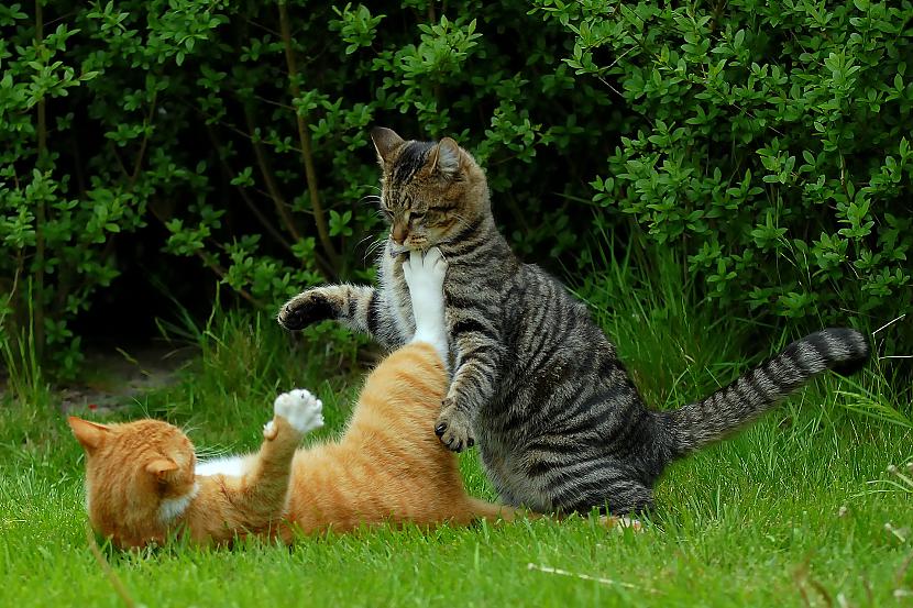 Autors: Ezisbiksītēs Kung- Fu dzīvnieki