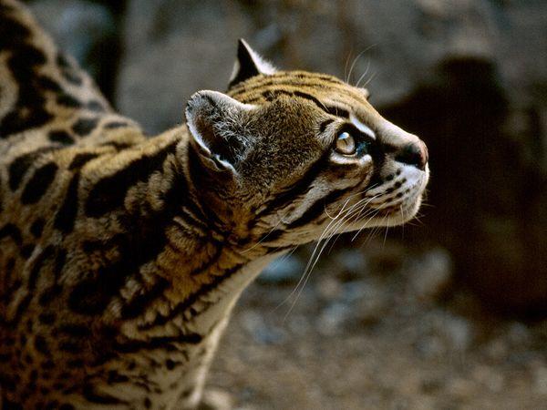 Autors: Kinestētiķis ♥ Animals ♥ 2. daļa