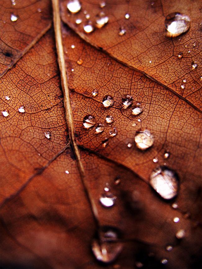  Autors: heartless Autumn.