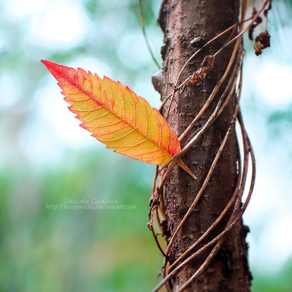  Autors: heartless Autumn.