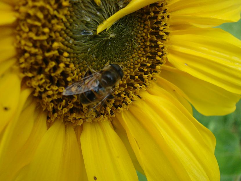Bite  ko lai pasaka pa biti... Autors: Fosilija Bite + Saulespuķe