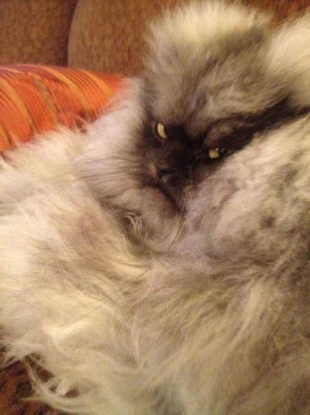  Autors: Colonel Meow Iespējams dusmīgākais kaķis pasaulē