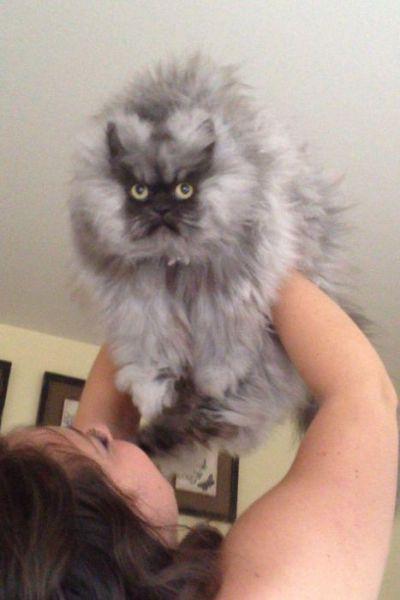  Autors: Colonel Meow Iespējams dusmīgākais kaķis pasaulē