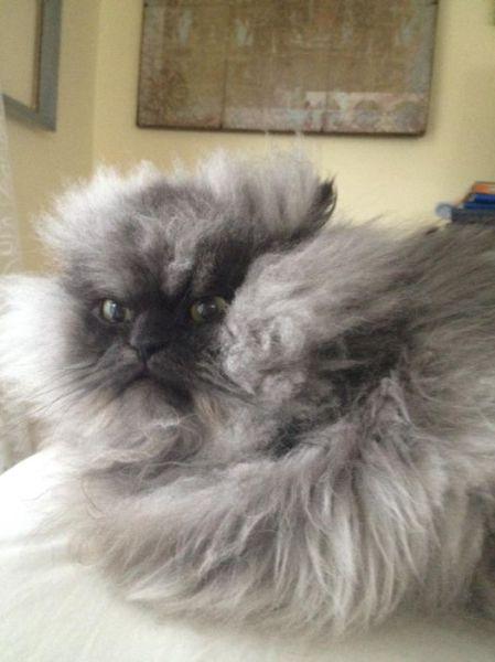  Autors: Colonel Meow Iespējams dusmīgākais kaķis pasaulē