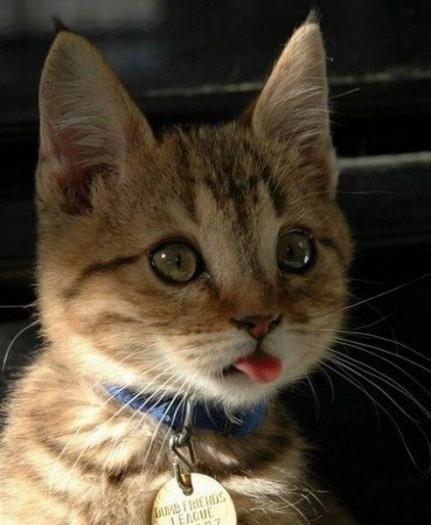  Autors: Pizhix Funny pets.