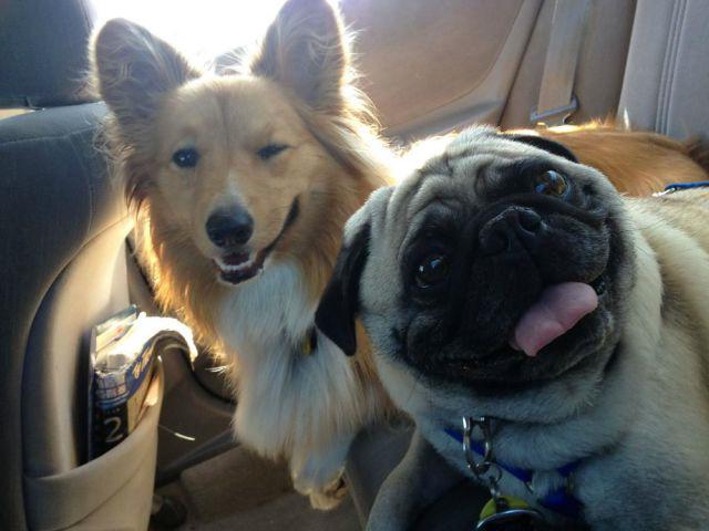 Autors: Pizhix Funny pets.
