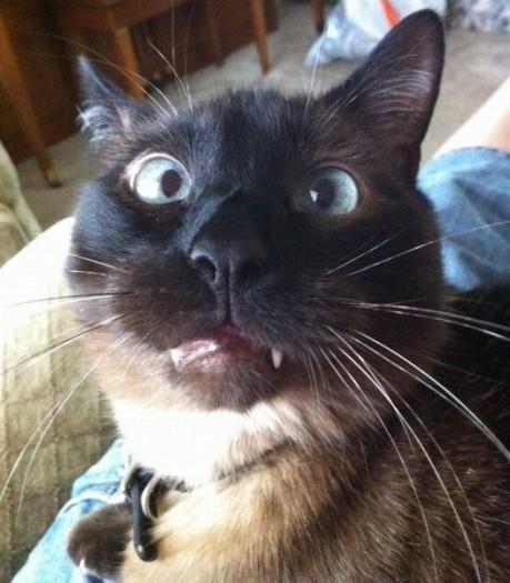  Autors: Pizhix Funny pets.