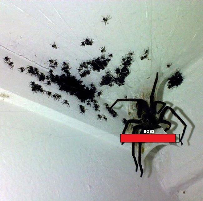 Autors: nolaifers WTF bildes kuras ir jāredz!