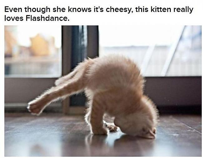  Autors: 69 Cats Acting Out Their Favorite Movies.