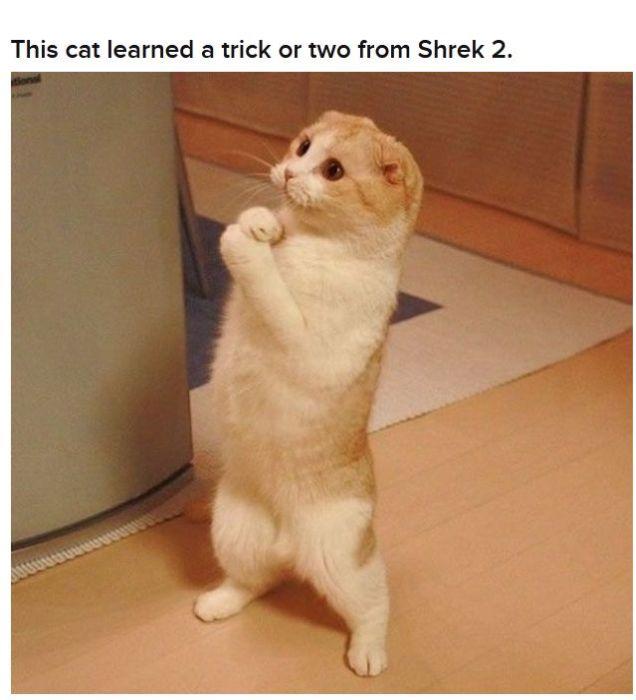  Autors: 69 Cats Acting Out Their Favorite Movies.