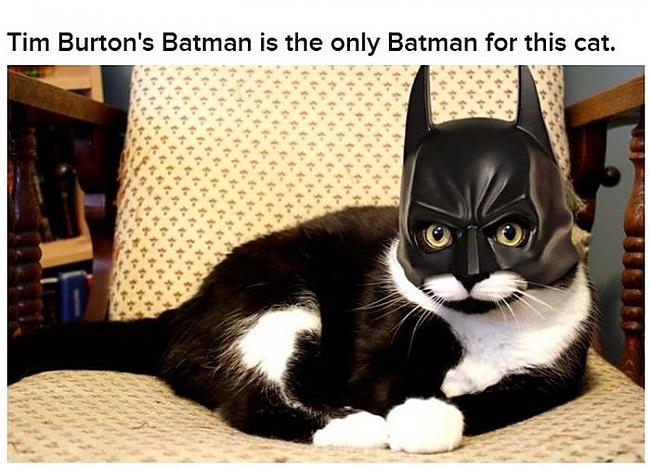 Autors: 69 Cats Acting Out Their Favorite Movies.