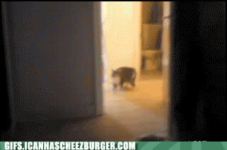  Autors: BatkaFaQ Funny Animals Gifs [2]
