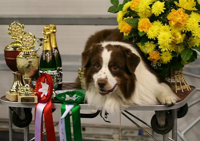 BalsamVairs nav starp... Autors: AnimalLover Par Mani...